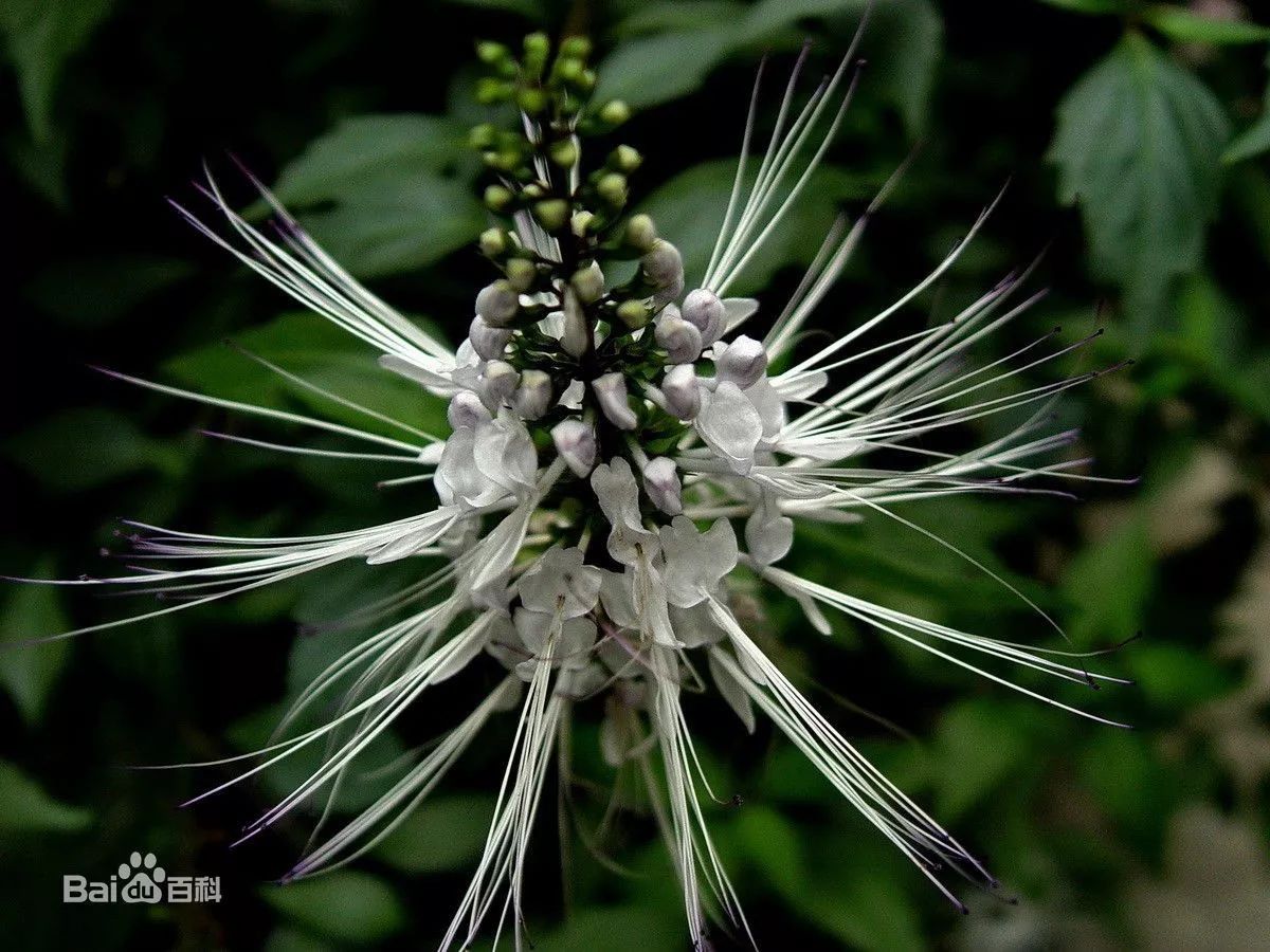 每日一学草药59猫须草