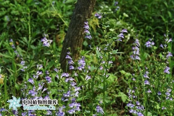 中醫跟診日記2第32天:神奇到敢跟癌症腫瘤叫板的草藥——半枝蓮