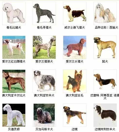 狗狗品种名字图片大全告诉你世界上的犬种有哪些