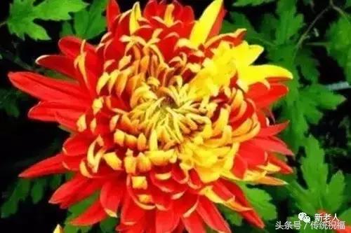 全世界最美菊花終於找齊了太美太珍貴了