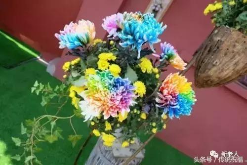 粉龍爪40獨立寒秋39綠菊花38沽水彩蓮37花團36盤龍卓越35洹水紫桂34