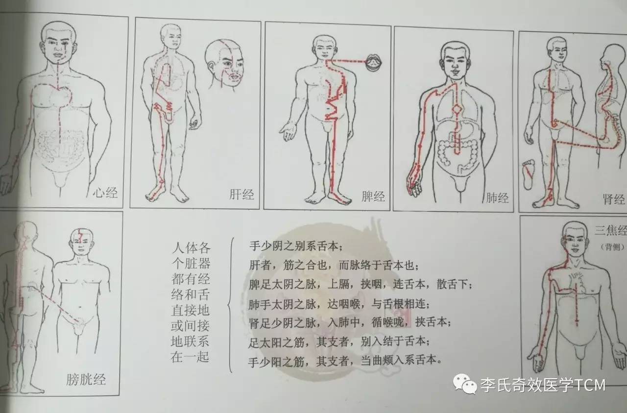 第一课奇效舌诊舌诊概论