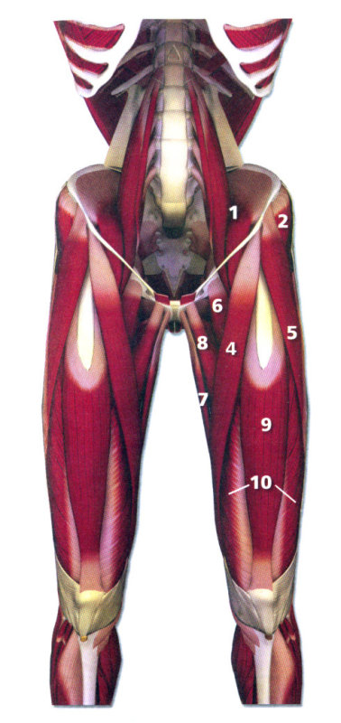 髂肌呈扇形,起自髂窝;腰大肌长形,起自腰椎体侧面及横突.
