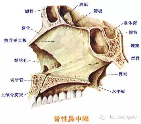 顱骨圖片