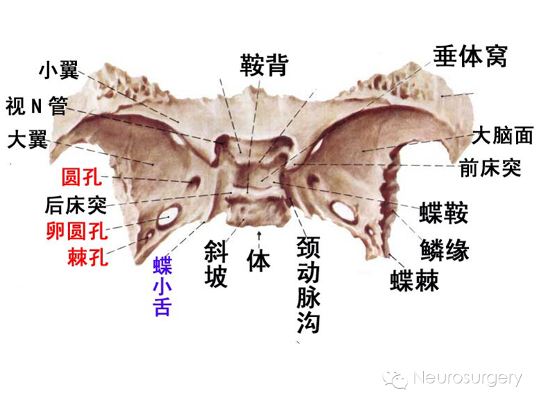 蝶骨翼突,腭骨间),翼腭窝的交通:向前经眶下裂通眶腔;向后上经圆孔通