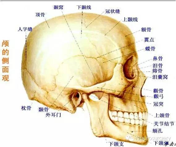 颅骨顶孔图片