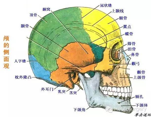 颅骨体表定位图片
