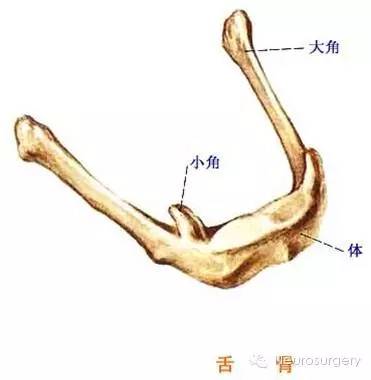 顱後面觀: 乳突,枕外隆突,上項線, 顱底內面觀:⑴ 顱前窩,雞冠,篩孔