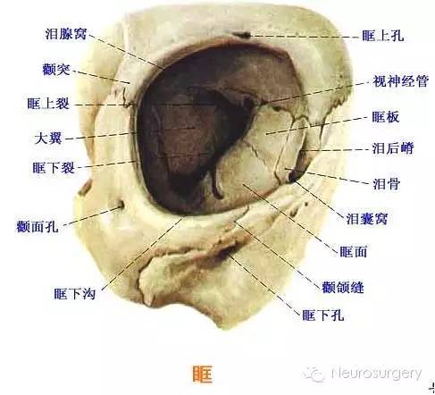 颅骨前面观解剖图图片