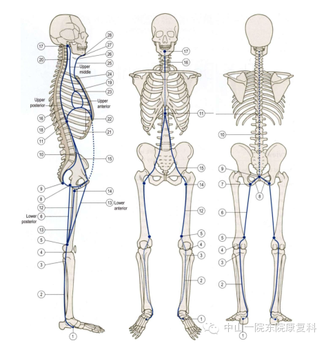 从整体观看世界-12条筋膜链解析