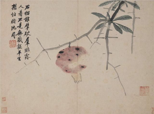 第十一开:《石榴图》本副自题:石榴谁擘破,群琲露人看.