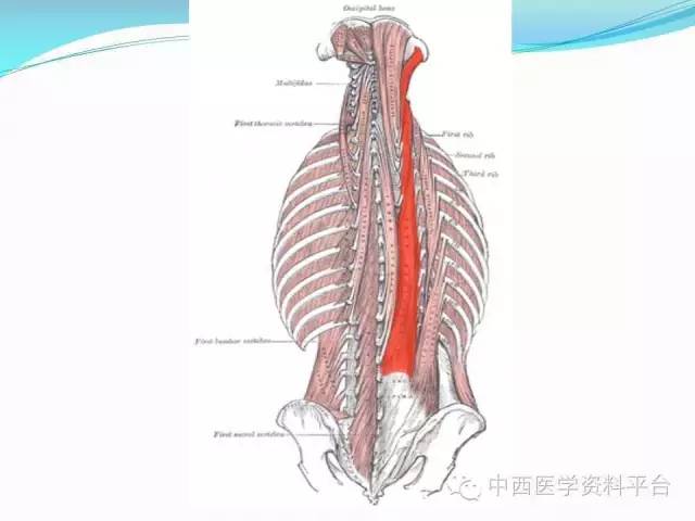 珍藏版人体背面的筋膜连接