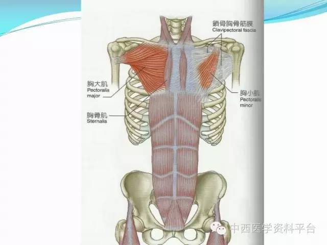 珍藏版人体背面的筋膜连接