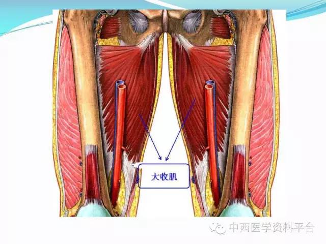 珍藏版人体背面的筋膜连接