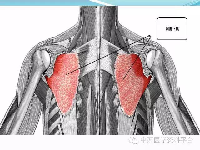 珍藏版人體背面的筋膜連接