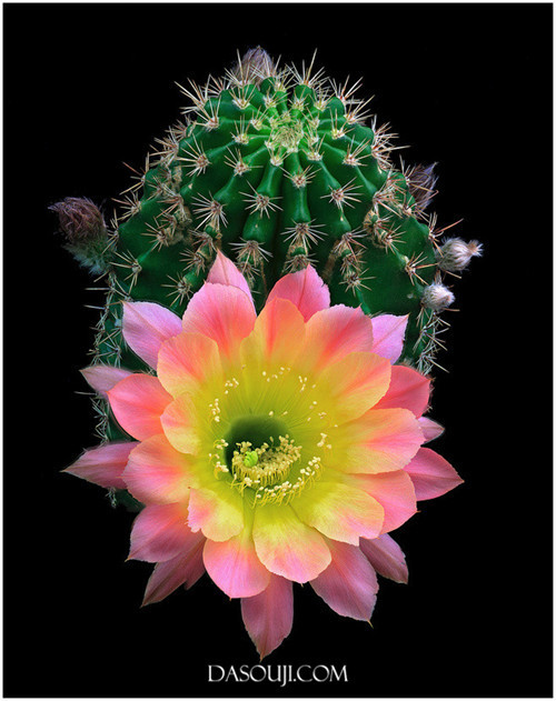 五彩缤纷的美丽仙人花