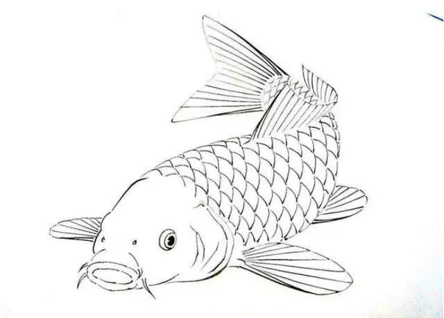 白描线稿各种鱼的画法