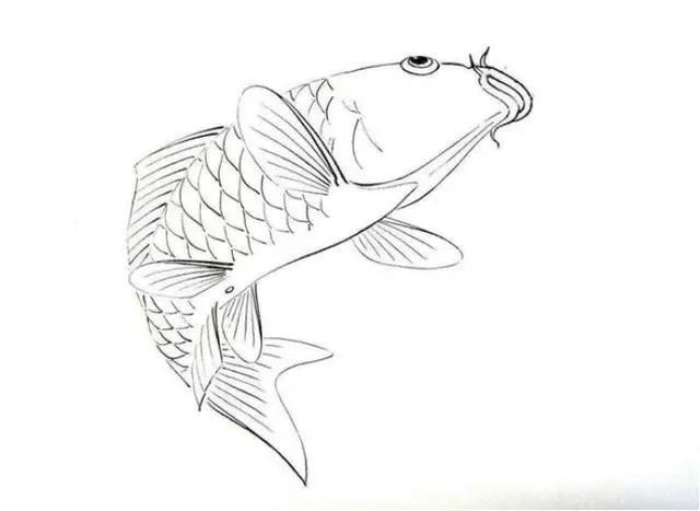 白描线稿,各种鱼的画法 - 好网角收藏夹