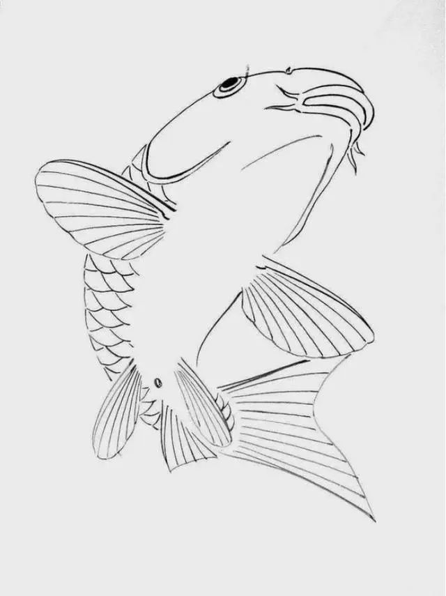 白描线稿各种鱼的画法