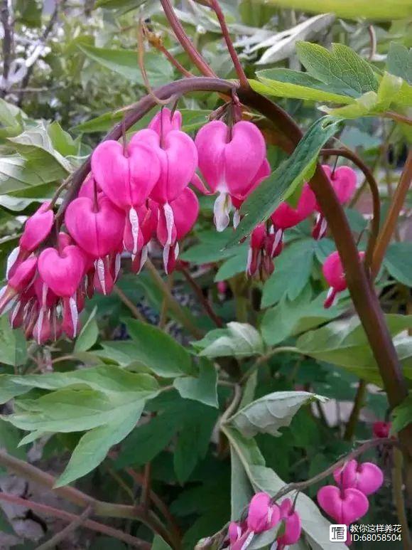 【原】4种花会"挂灯笼",一次能挂100盏,养1盆四季花开不断!