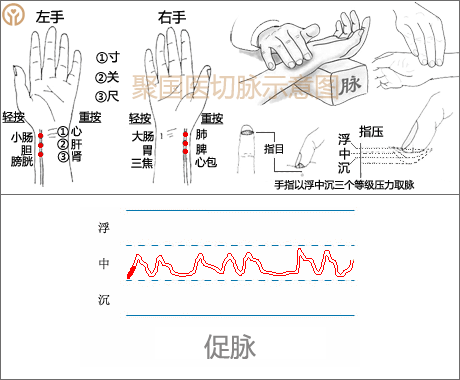 中医诊脉把脉28脉象动态图