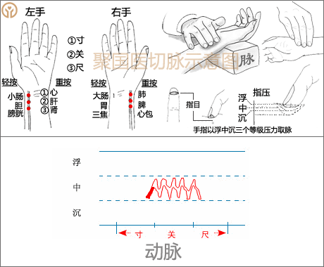 中医诊脉把脉28脉象动态图