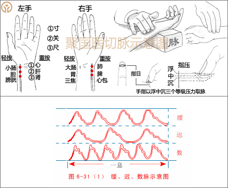 动脉以脉来流利,频数,短而有力为特征,实际上即滑脉与数脉的复合脉.3.