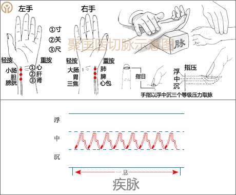 中医诊脉把脉28脉象动态图 - 好网角收藏夹