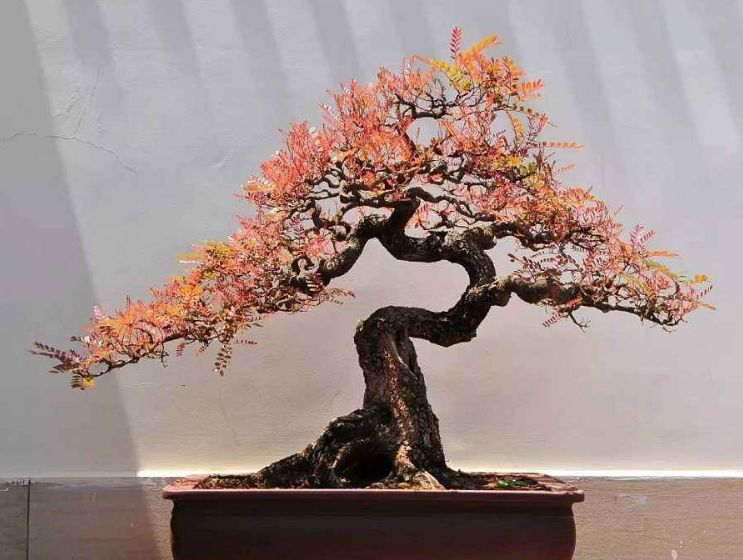 云南特色树种清香木盆景的鉴赏与栽培