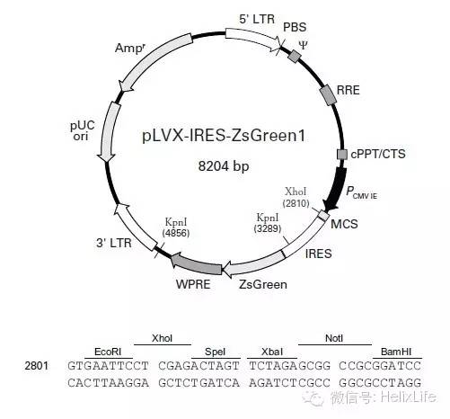 史上最全质粒图谱及看法,值得收藏!