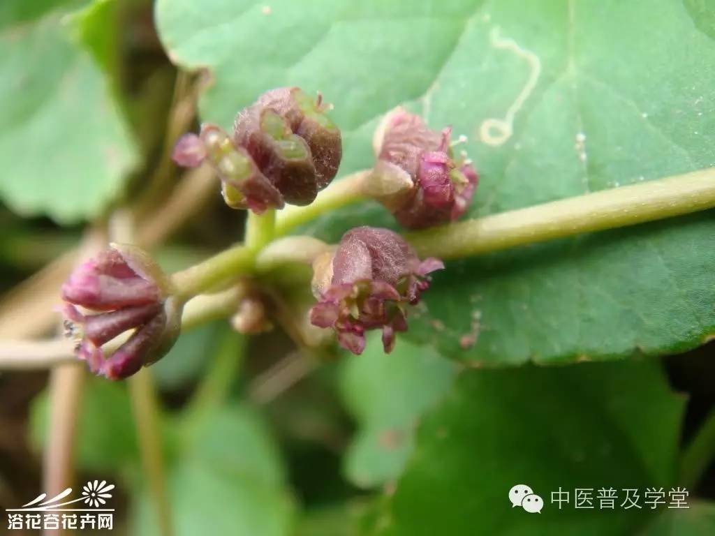 凤阳拾遗草医刘济勇老师讲述9退烧奇药崩大碗