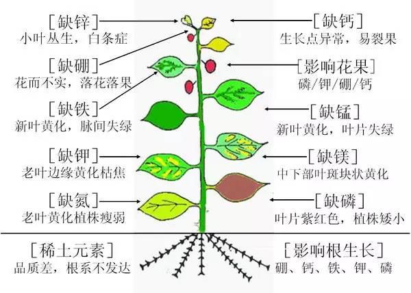 掌握作物生长19种必需元素,你就是植物营养学家!