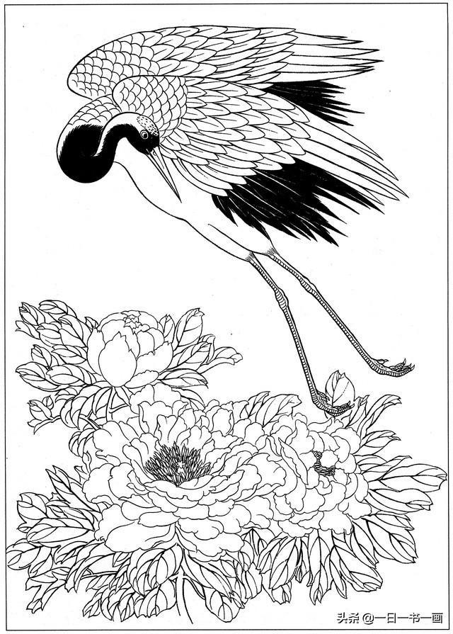 工笔画白描画稿:仙鹤