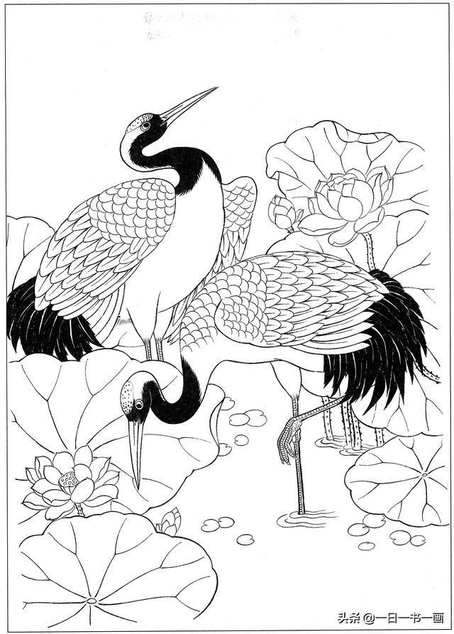 工笔画白描画稿:仙鹤