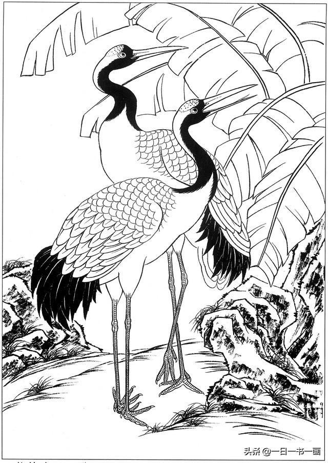 工笔画白描画稿:仙鹤