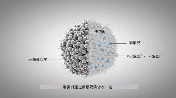 牛奶含有一类叫做酪蛋白的蛋白质,以胶粒的形式悬浮于牛乳中,而此时