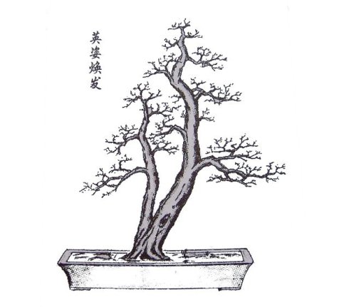 刘仲明大师手绘《岭南盆景百态图》