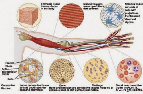 下图是结缔组织结缔组织有不同的类型.肌腱连接肌肉和骨骼.
