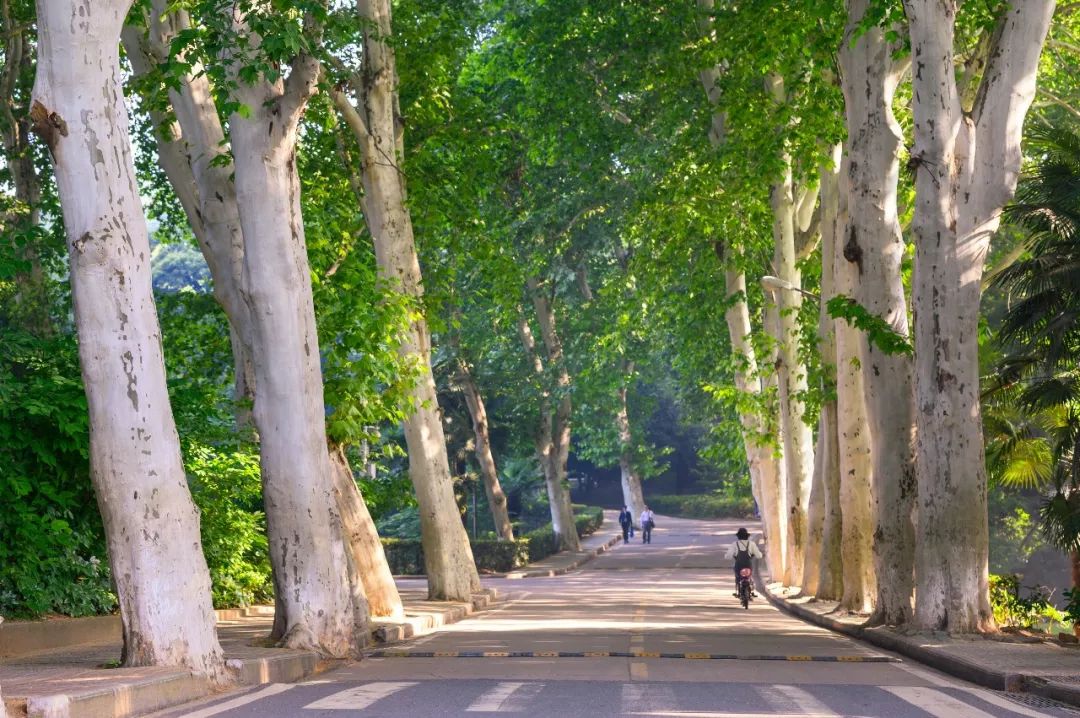 武汉大学副校长演讲全文 | 优秀是一种习惯,最美的是你努力向上的心