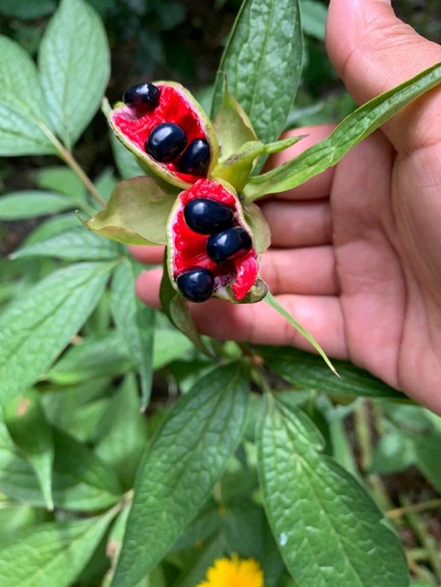 此为降逆行气止痛的主方,当胃脘痛甚时,应当用赤芍,赤芍清热通达的