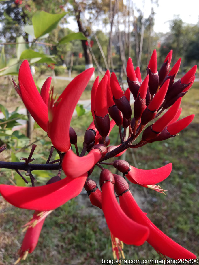 阿根廷国花龙牙花