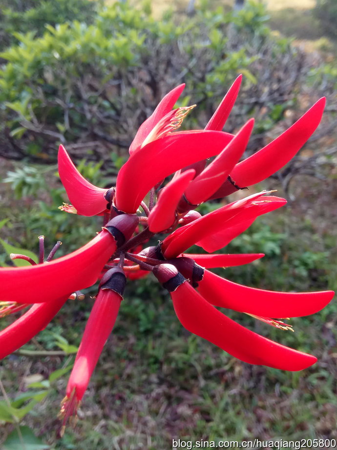 阿根廷国花龙牙花