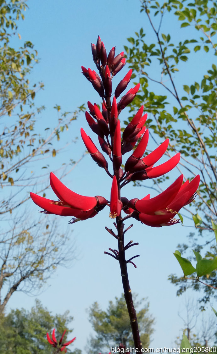 阿根廷国花龙牙花