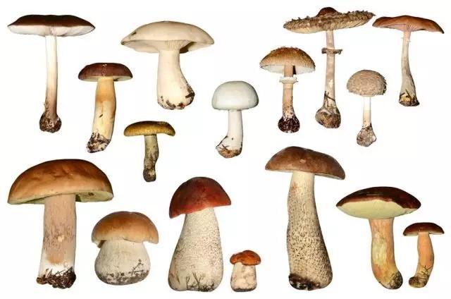 100种蘑菇图片大全图片