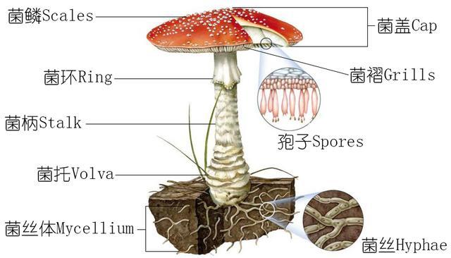 慈菇结构图图片