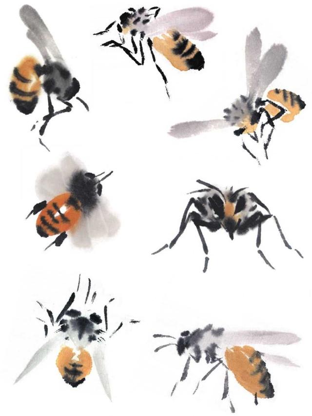 不同形态画法5 调淡墨,侧锋绘制蜜蜂翅膀