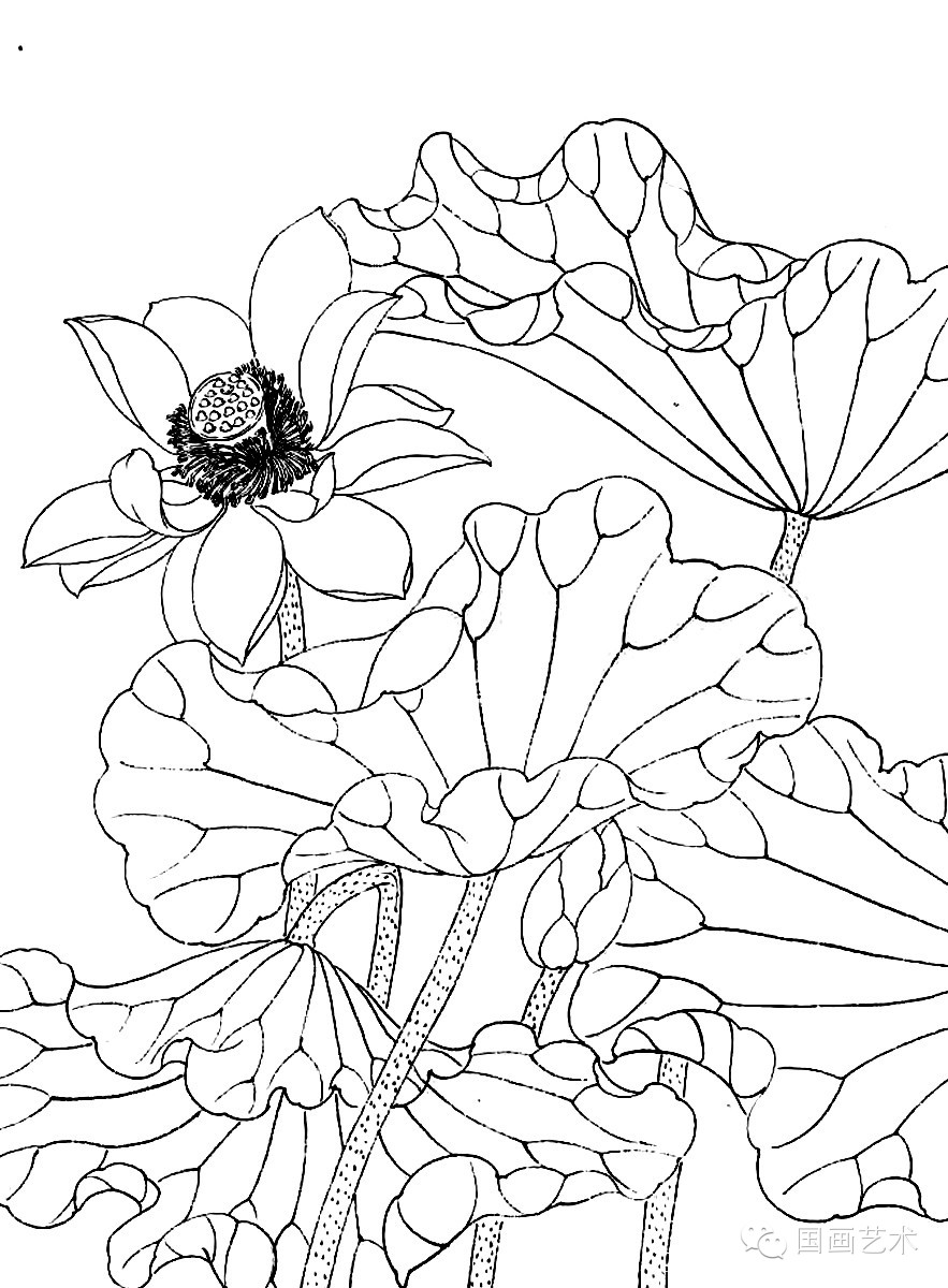 美术教学示范作品荷花白描画稿