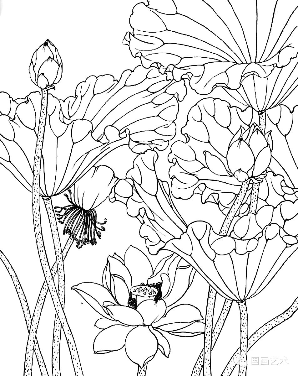美术教学示范作品荷花白描画稿
