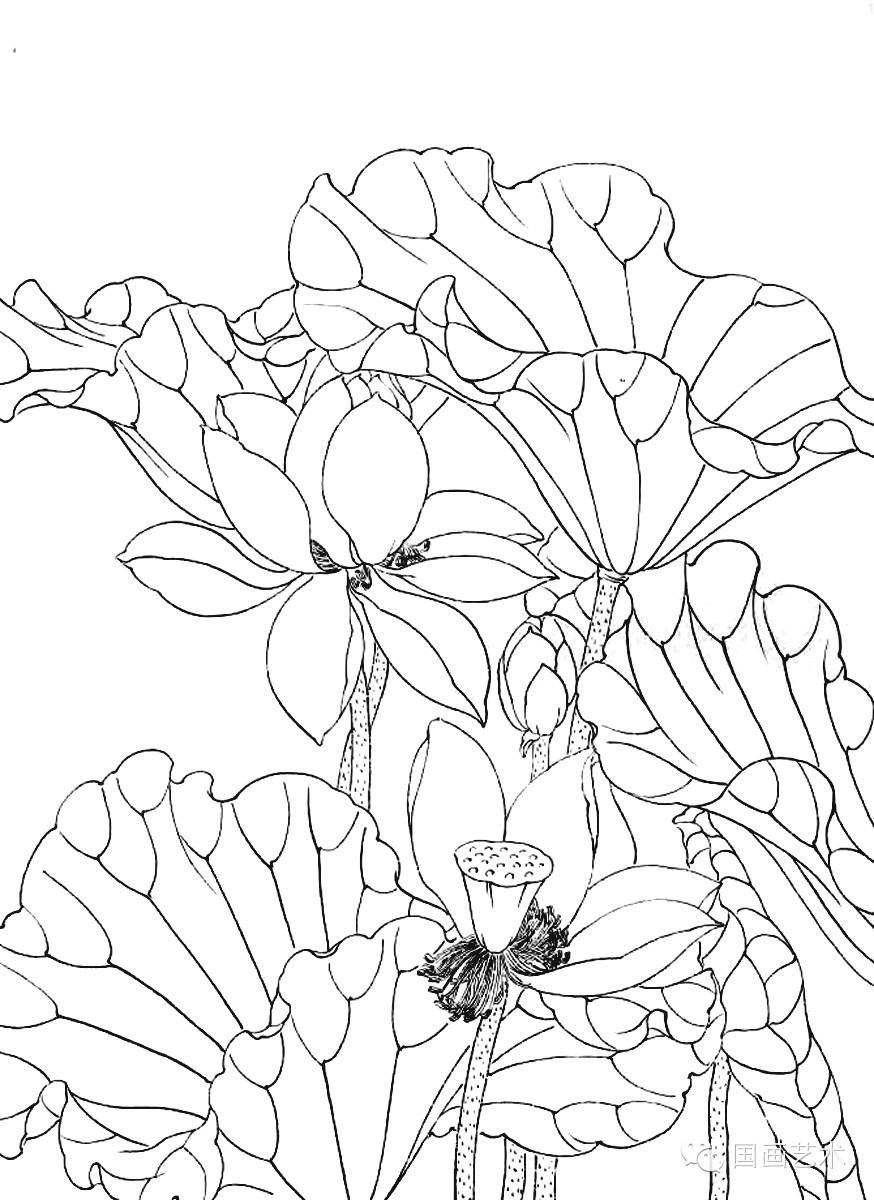 美术教学示范作品荷花白描画稿