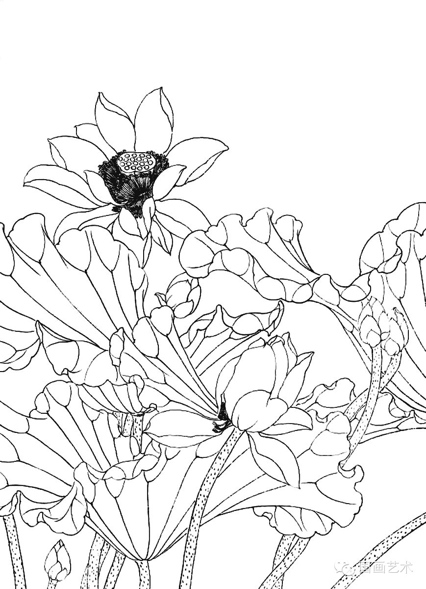 美术教学示范作品荷花白描画稿